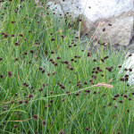 اندفاع أوراق الخنجر (Juncus ensifolius)