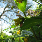 Black twinberry (Lonicera involucrata)