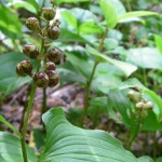 زنبق الوادي الكاذب (Maianthemum dilatum)