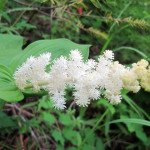 거짓 솔로몬(Maianthemum racemosum)