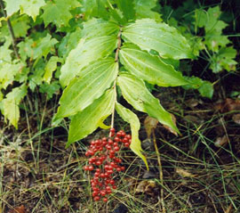 ရှောလမုန်အတု (Maianthemum racemosum)