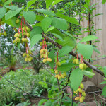 Indian plum (Oemleria cerasiformis)