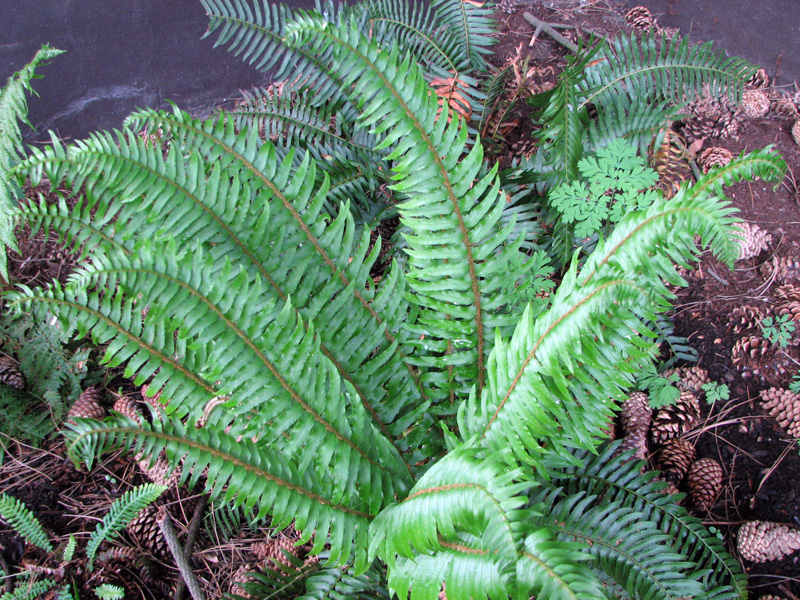 Sword fern (Polystichum munitum)