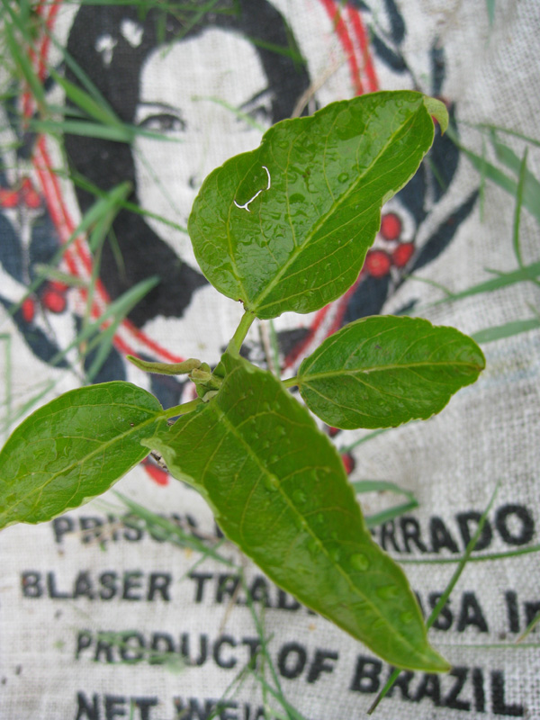 Black cottonwood (Populus trichocarpa)