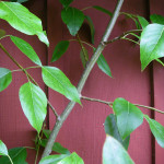 Black cottonwood (Populus trichocarpa)