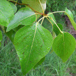 검은미루나무(Populus trichocarpa)