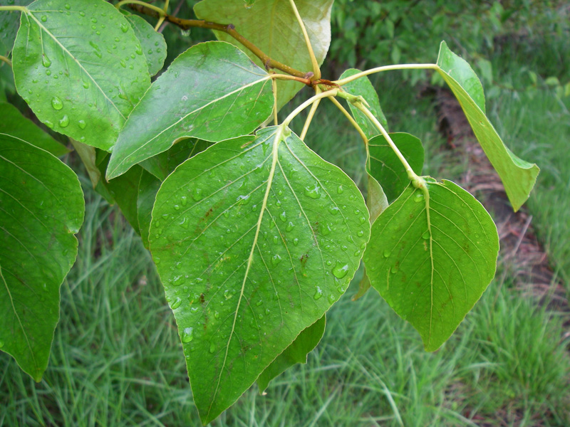 ጥቁር የጥጥ እንጨት (Populus trichocarpa)