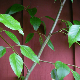 블랙 미루나무(Populus trichocarpa)