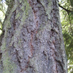 Douglas fir (Pseudotsuga menziesii)