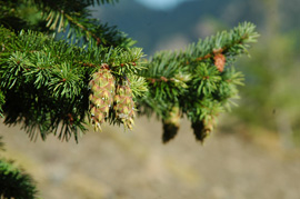 Douglas fir (Pseudotsuga menziesii)