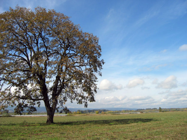 Oregon White Oak (Quercus garryana)