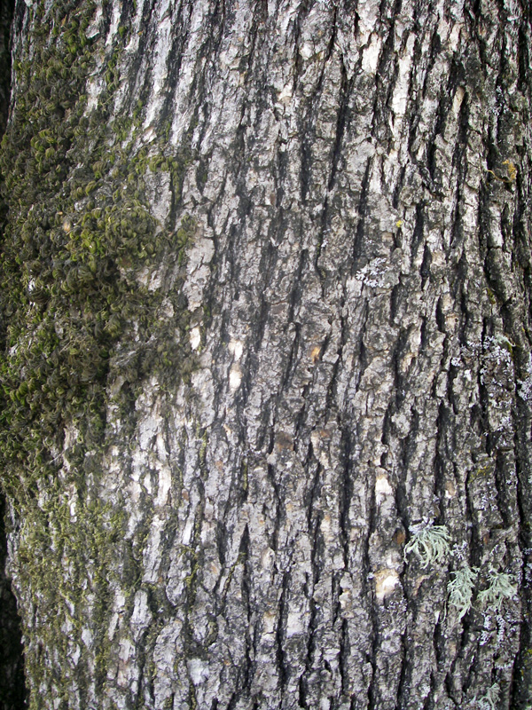 بلوط أوريغون الأبيض (Quercus Garryana)