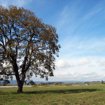 Oregon white oak (Quercus garryana)