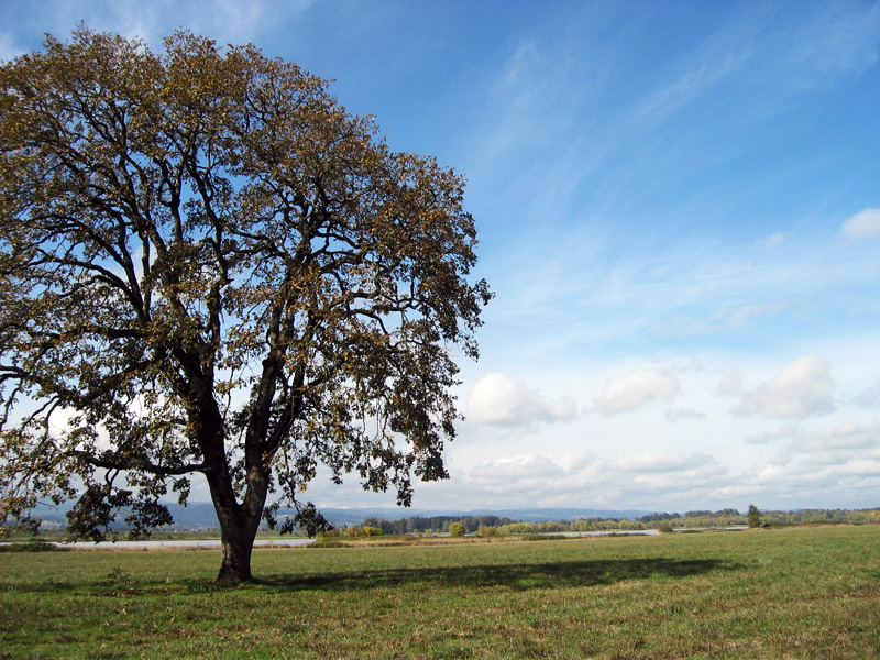 Oregon white oak (Quercus garryana)