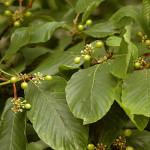 Cascara (Rhamnus purshiana)