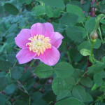 Nootka rose (Rosa Nutkana)