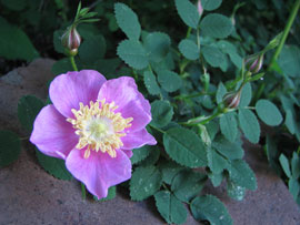 Rose de Nootka (Rosa Nutkana)