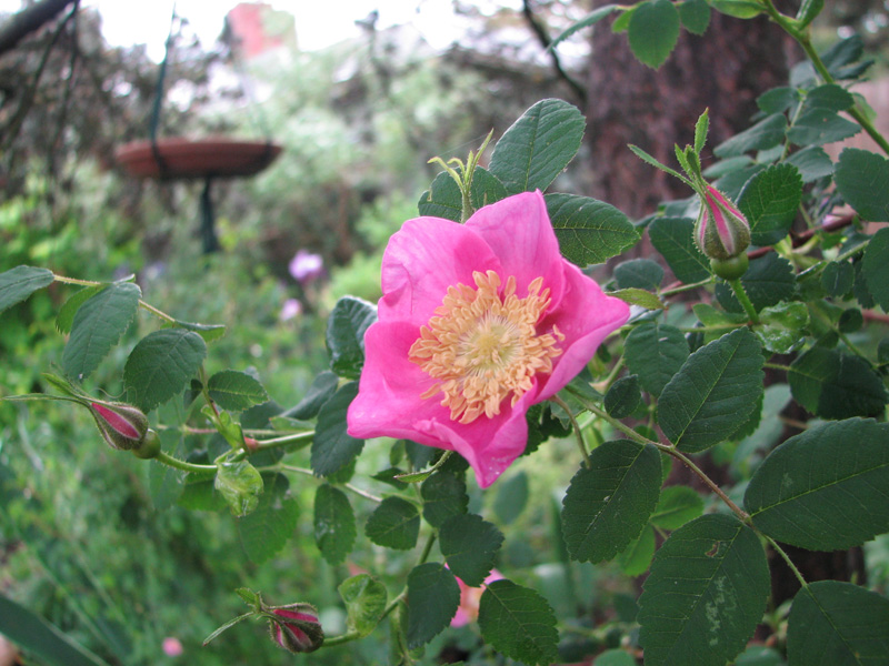 Nootka rose (Rosa Nutkana)