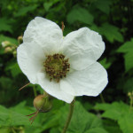 ቲምብልቤሪ (Rubus parviflorus)