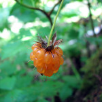 ሳልሞንቤሪ (Rubus spectabilis)