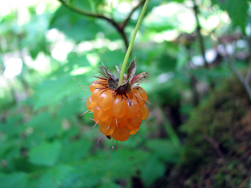 السلمونبيري (Rubus Spectabilis)