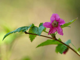La ronce remarquable (Rubus spectabilis)