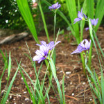 عشب العين الزرقاء (Sisyrinchium Idahoense)