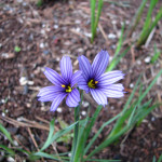 عشب العين الزرقاء (Sisyrinchium Idahoense)