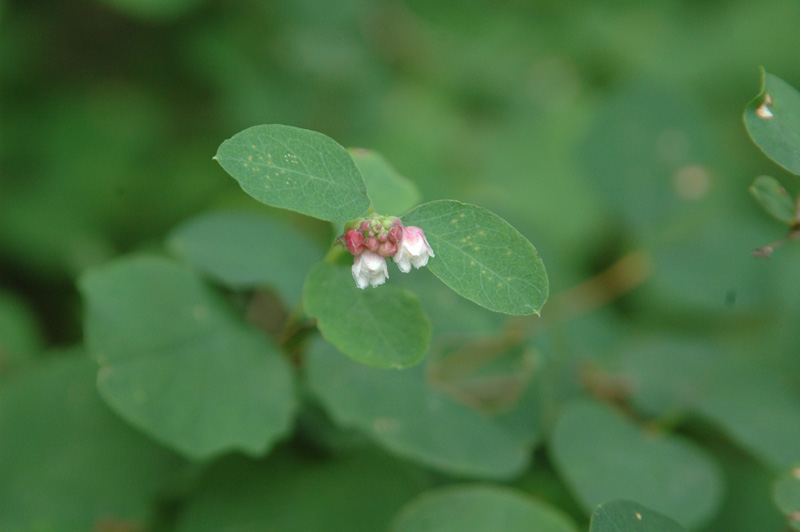 Snowberry (Symphoricarpos albus)