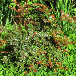 التوت البري دائم الخضرة (Vaccinium ovatum)