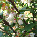 Evergreen huckleberry (Vaccinium ovatum)