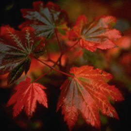Maple geed canab ah (Acer circinatum)