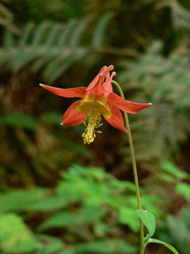 كولومبين أحمر (Aquilegia formosa)