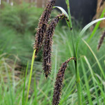 Slough sedge ( Carex obnupta)