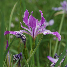 Hoa diên vĩ Oregon (Iris tenax)