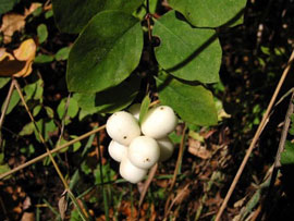 Common snowberry (Symphoricarpos albus)
