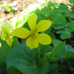 خشب بنفسجي أصفر (Viola glabella)