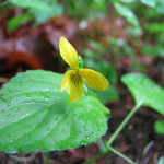 خشب بنفسجي أصفر (Viola glabella)
