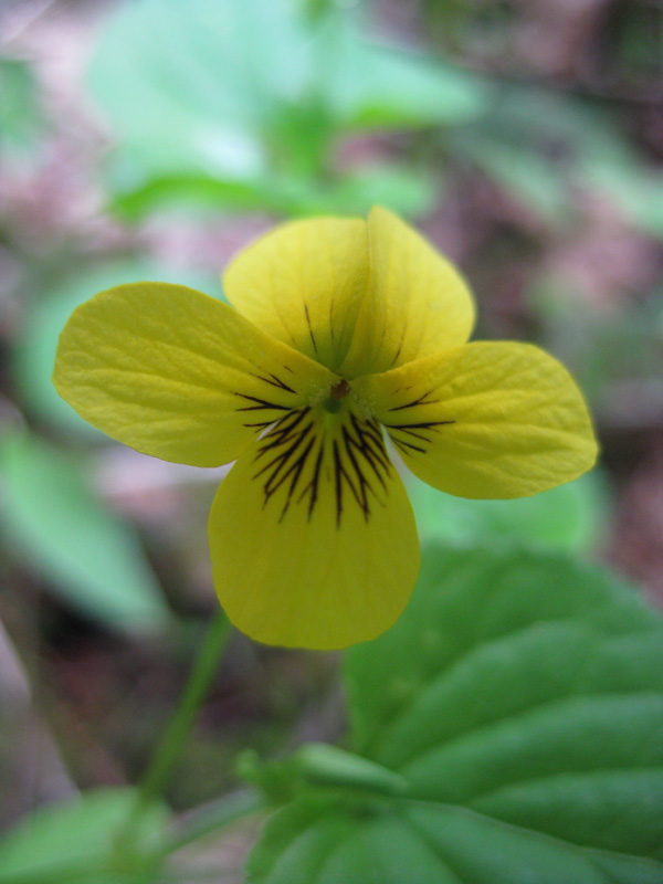 Yellow wood violet (Viola glabella)