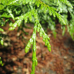 အနောက်တိုင်းအနီရောင် (Thuja plicata)