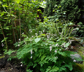 naturescaped yard with companion plants