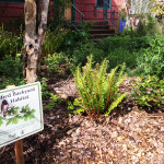 Image de plantes indigènes dans une cour avec un petit panneau indiquant l'habitat de la cour