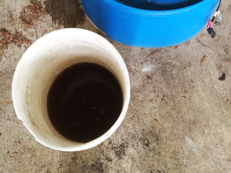 bucket of compost tea