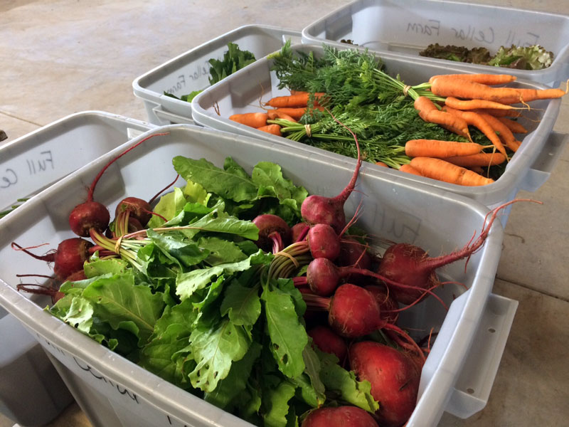 fresh vegetables for a CSA share from Full Cellar Farm