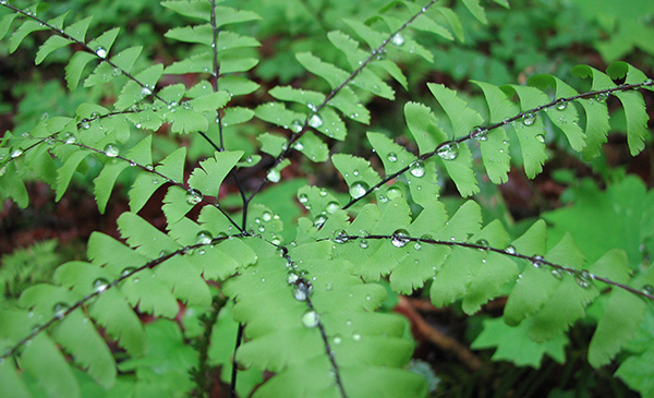 铁线蕨 (Adiantum aleuticum)