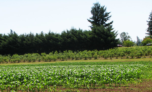 crops of corn and blueberries