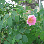 Baldhip Rose (Rosa gymnocarpa)
