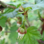 Black gooseberry (Ribes divaricatum)