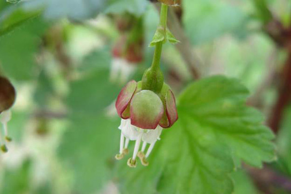 Black gooseberry (Ribes divaricatum)