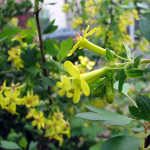 골든 커런트(Ribes aureum)